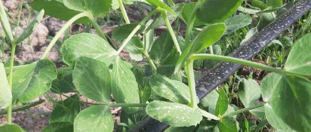 Producciones Limpias – Agricultura Orgánica